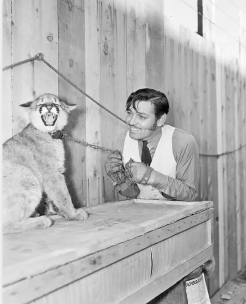 clark gable mountain lion hunting